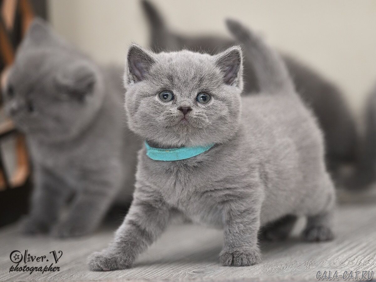 британский котёнок