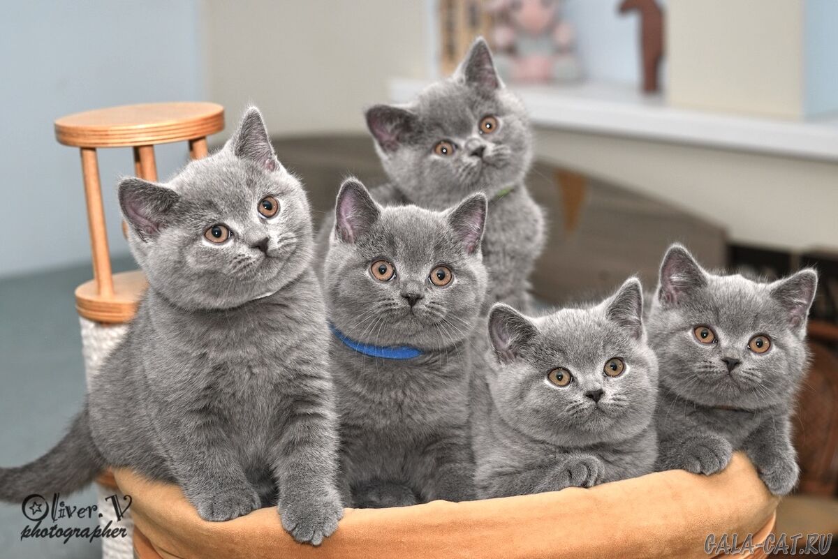 британские котята