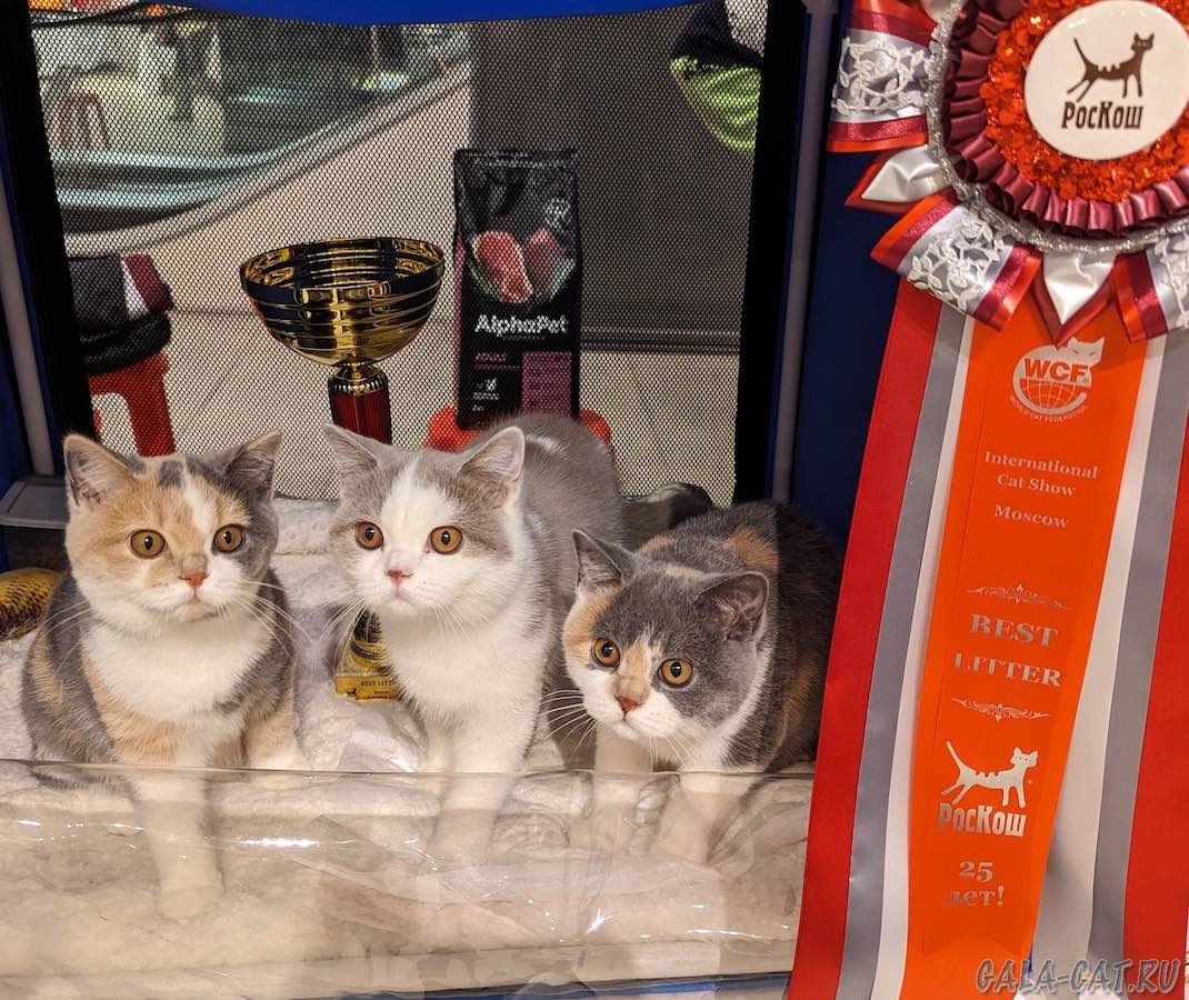 британские котята - лучший помёт на выставке кошек