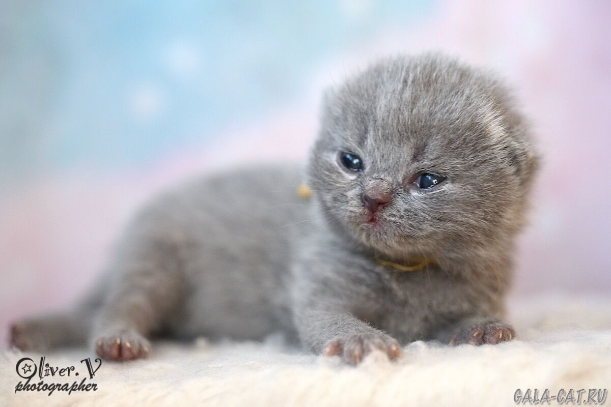 британский котёнок