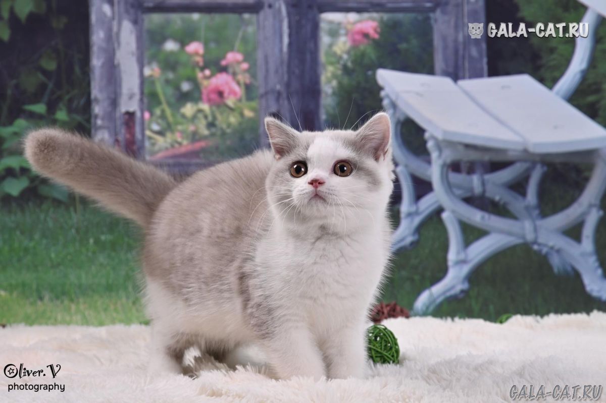 Британские котята