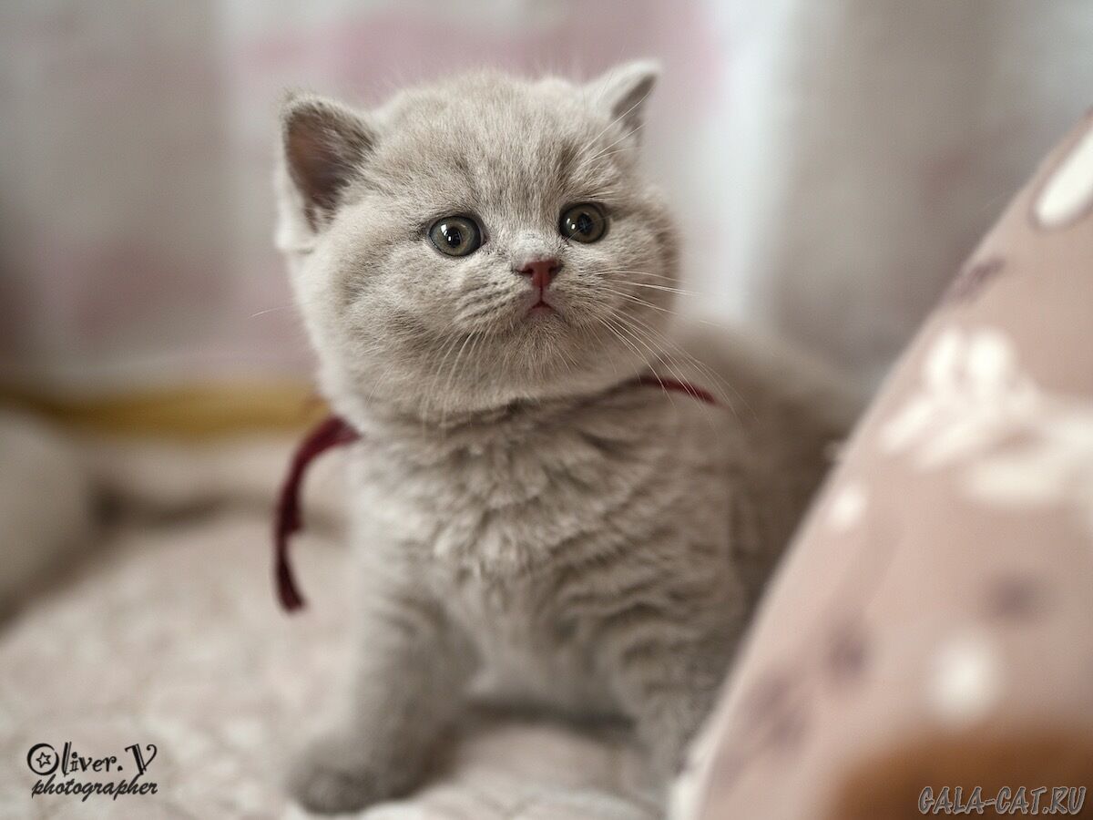 британский котёнок