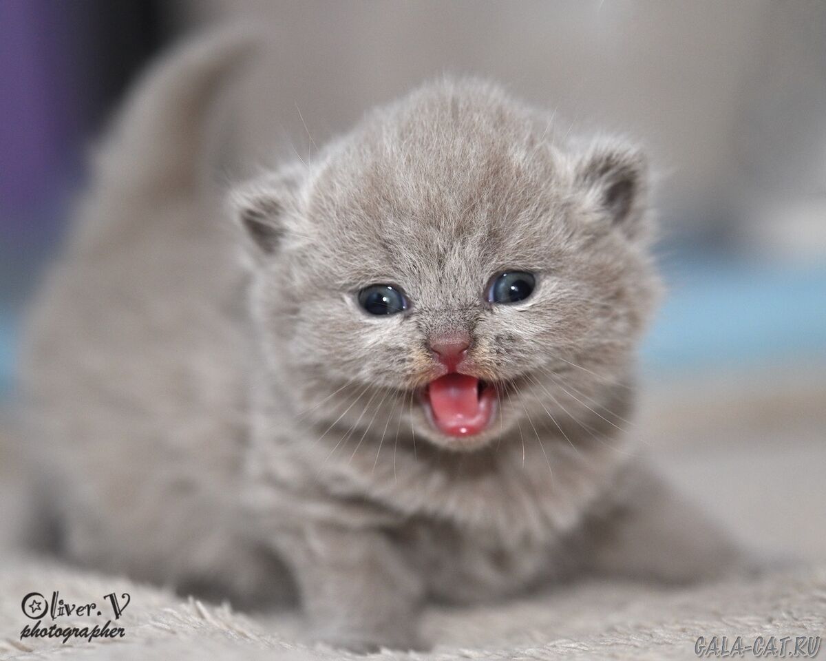 британский котёнок