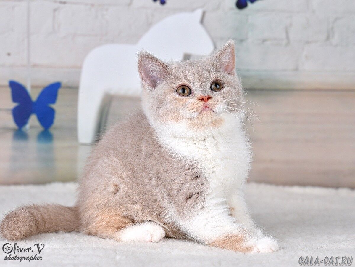 британский котёнок