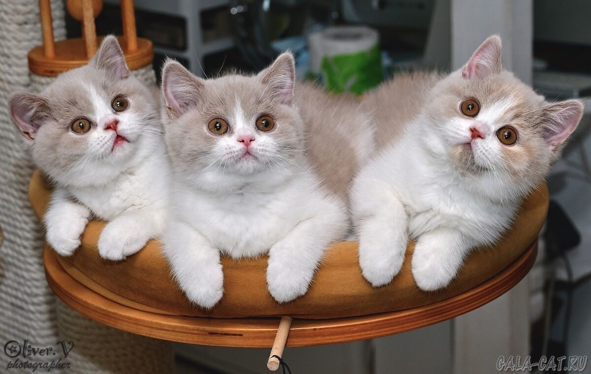 британские котята