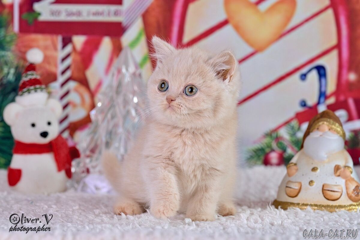британский котёнок