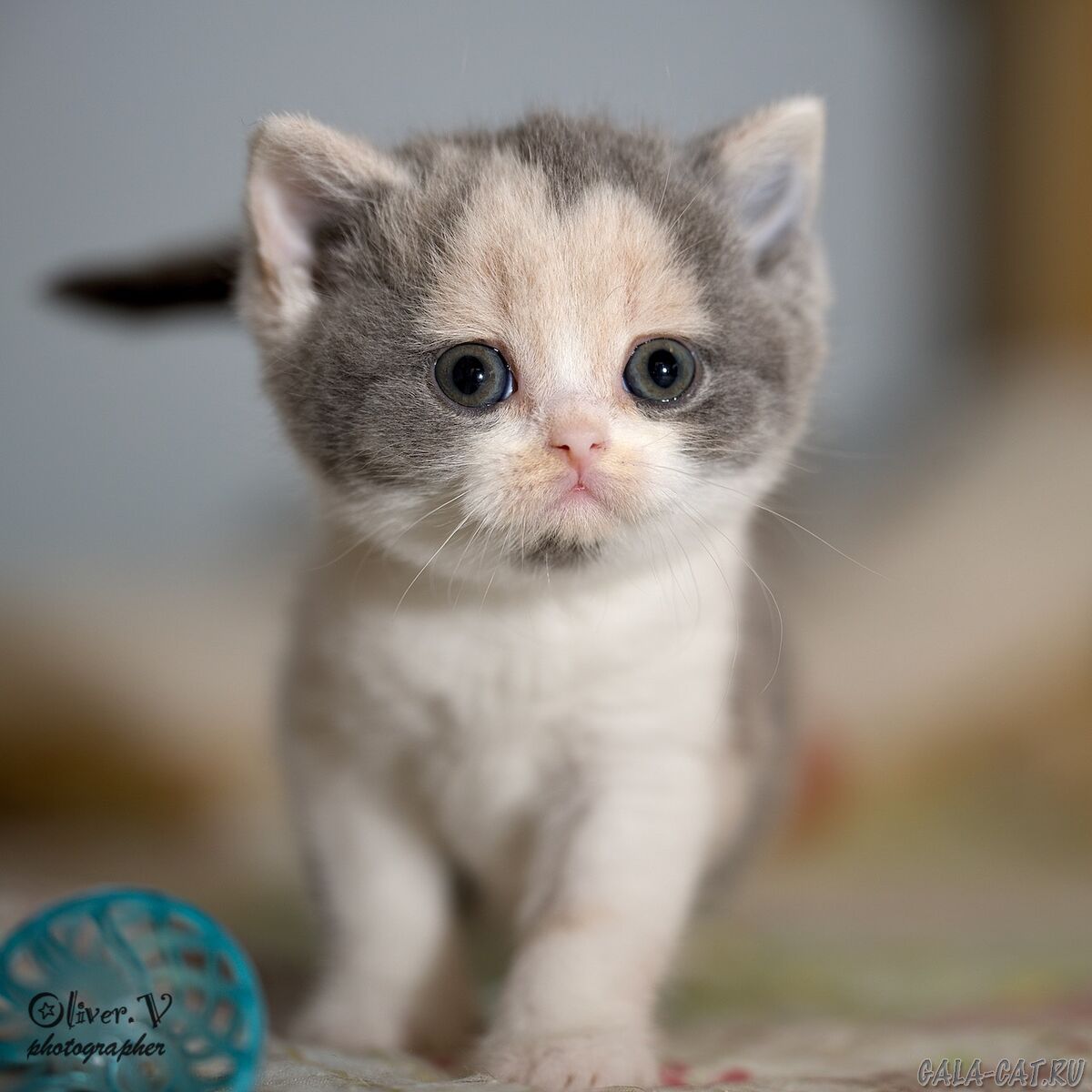 британский котёнок