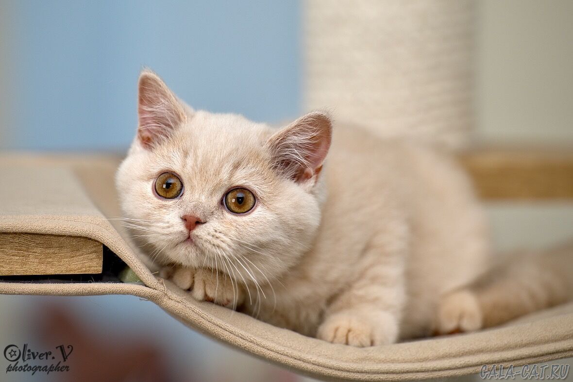 британский котёнок
