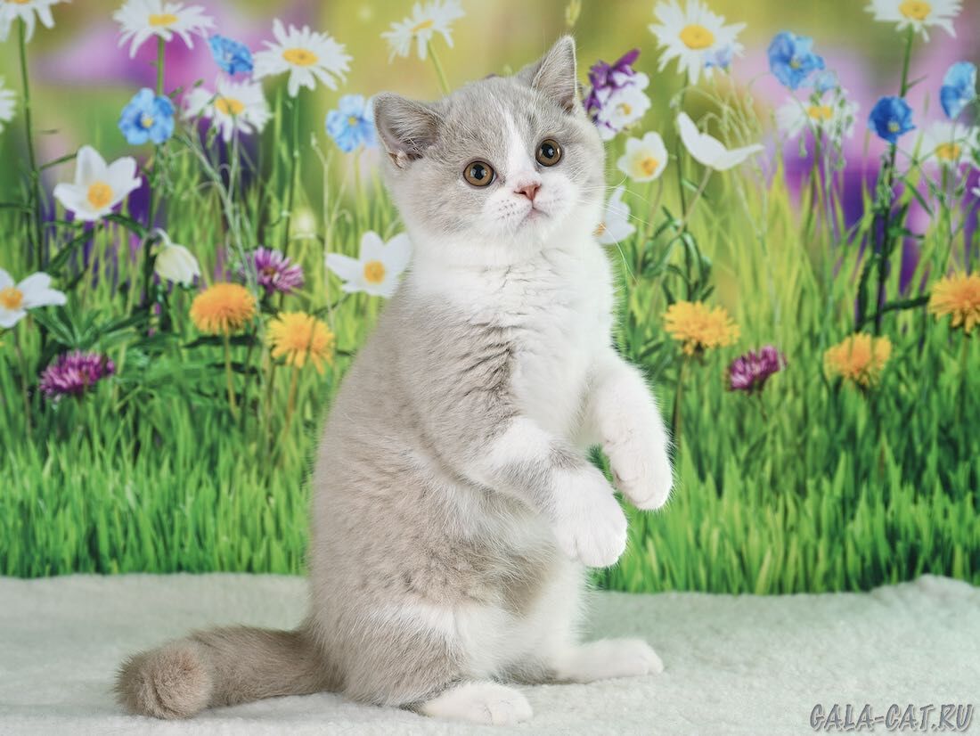 британский котёнок
