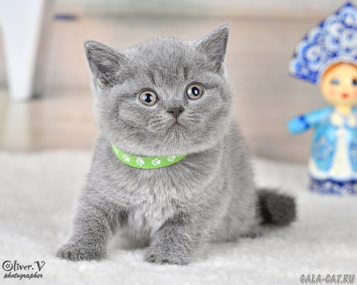 британский котёнок