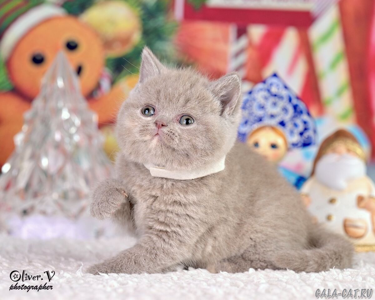Британские котята gala-cat.ru британский котёнок