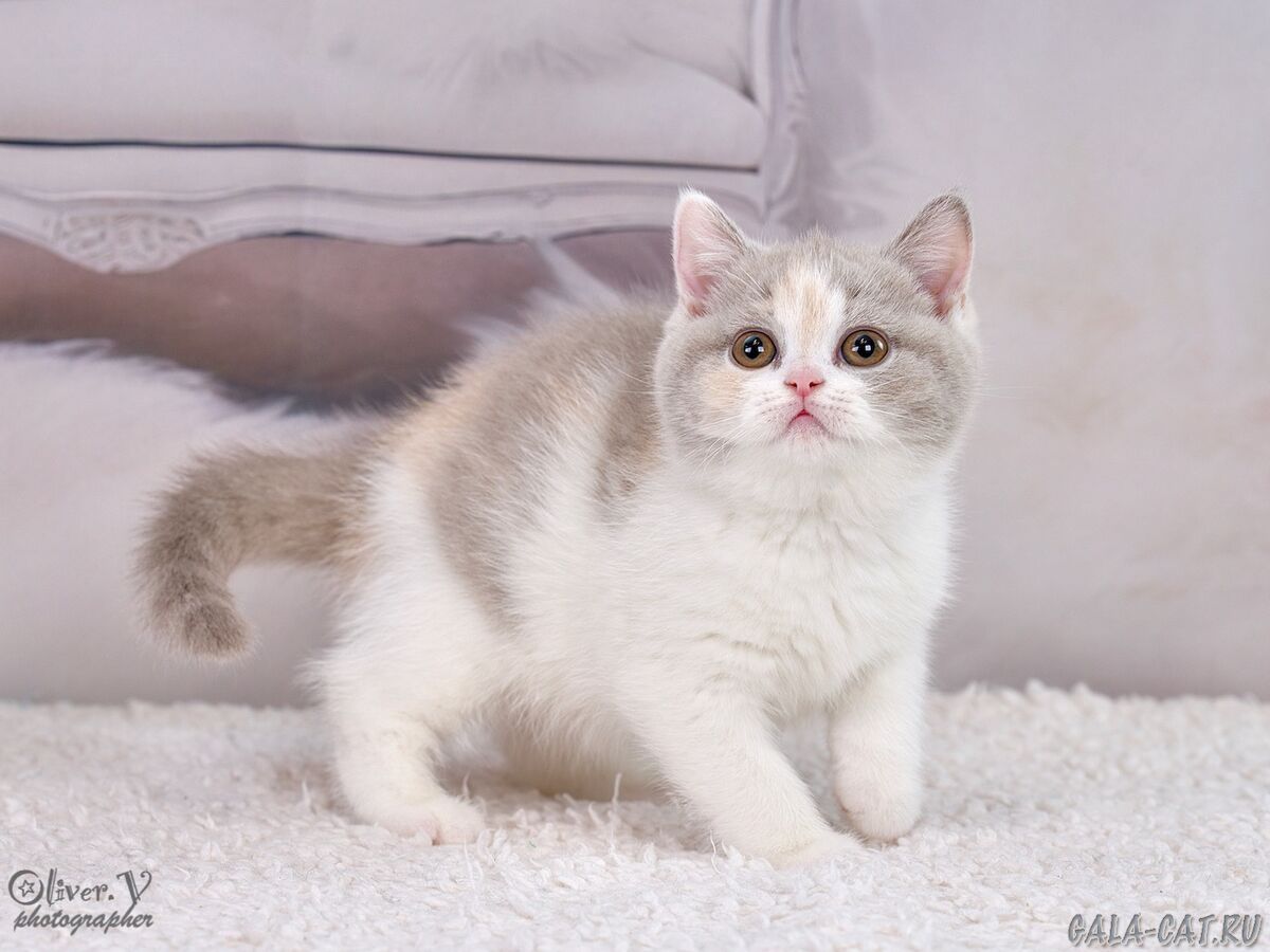 британский котёнок