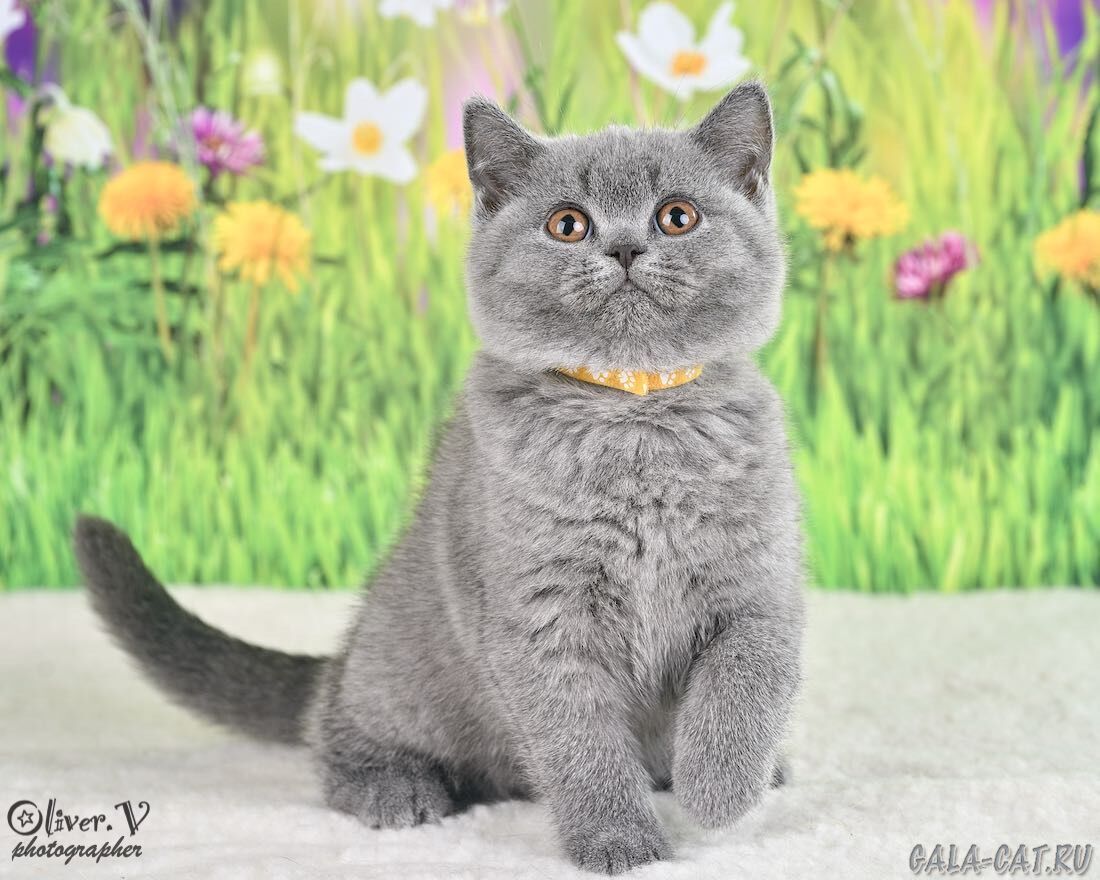 голубой британский котёнок