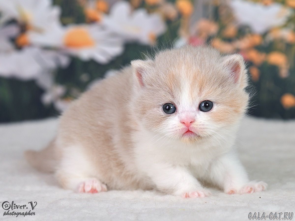 британский котёнок