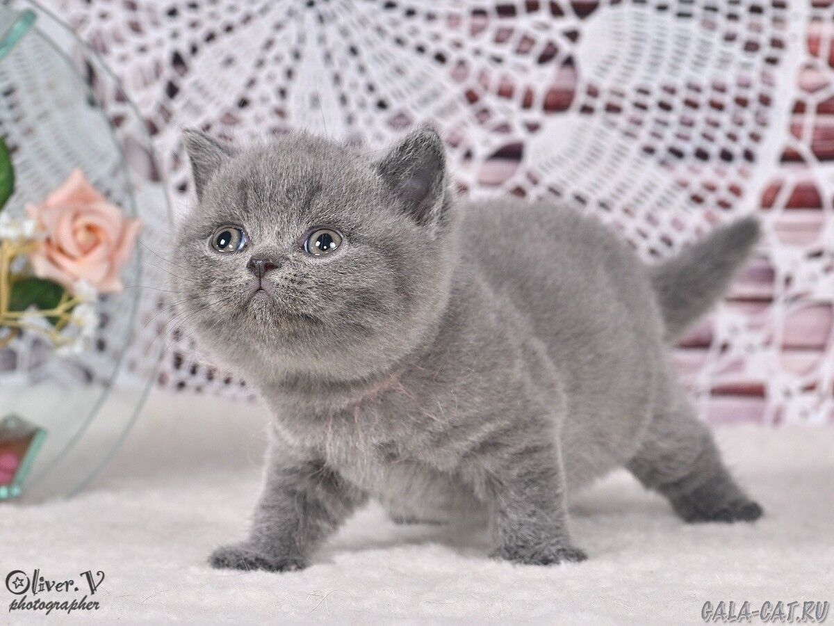 британский котёнок