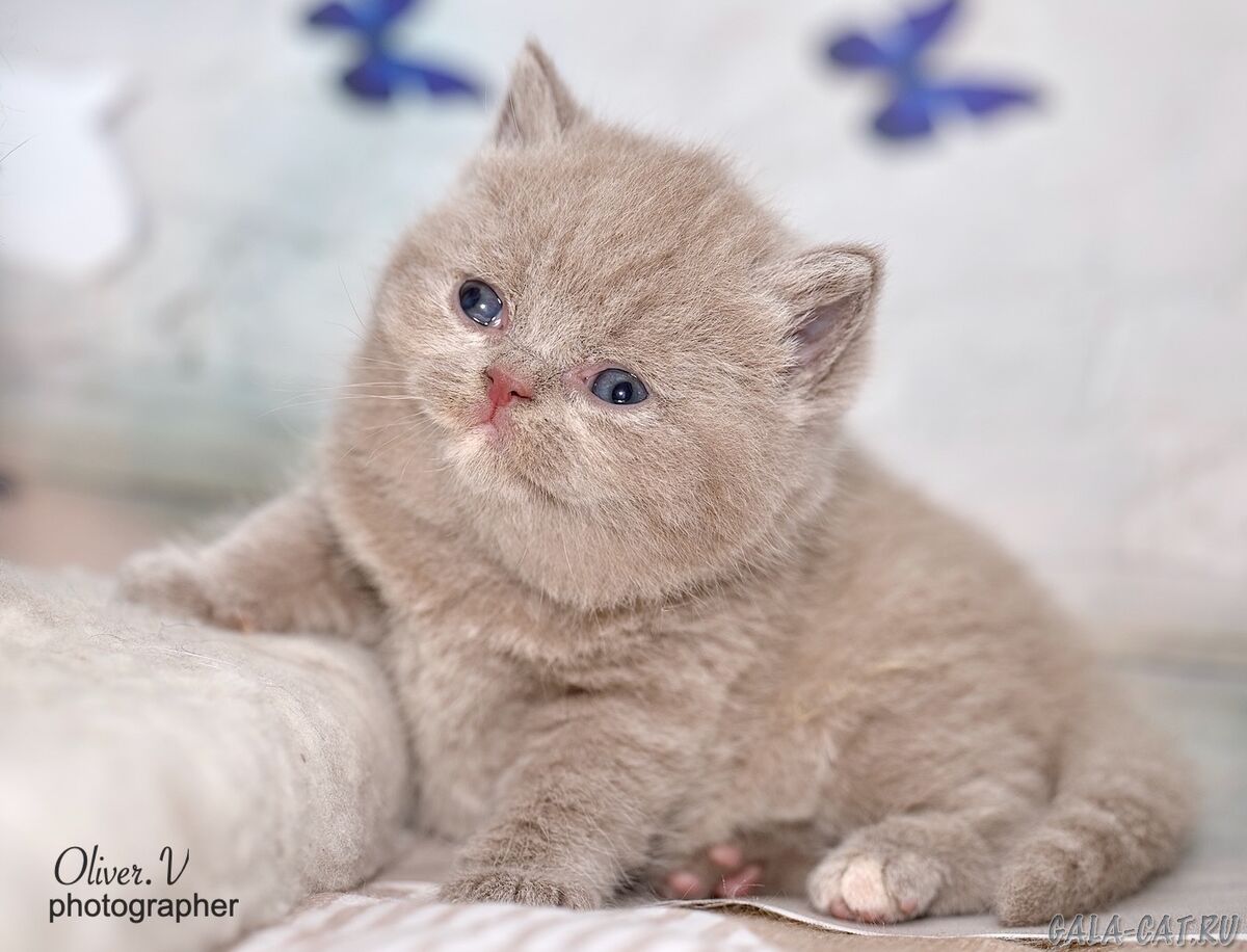 британский котёнок