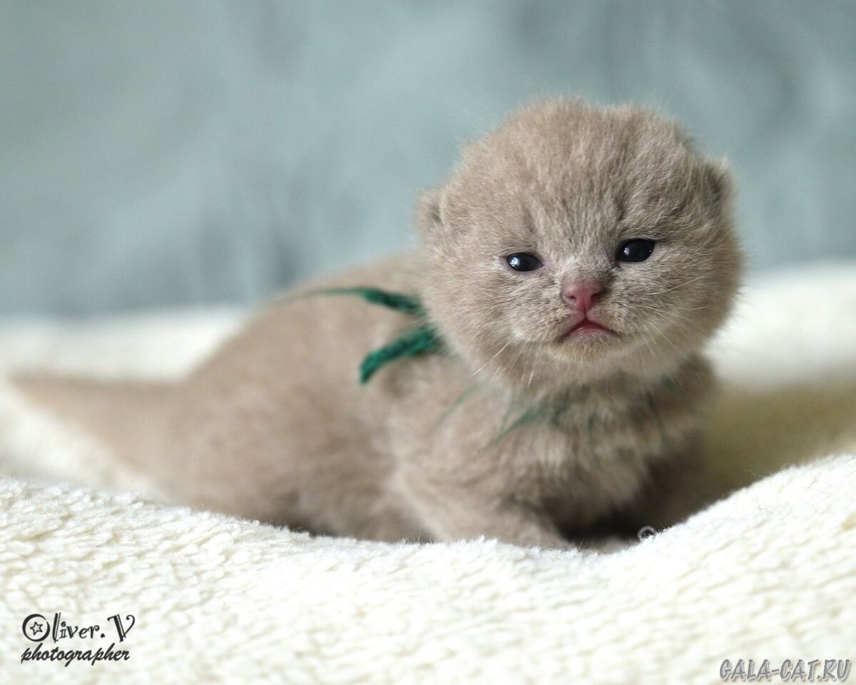 британский котёнок