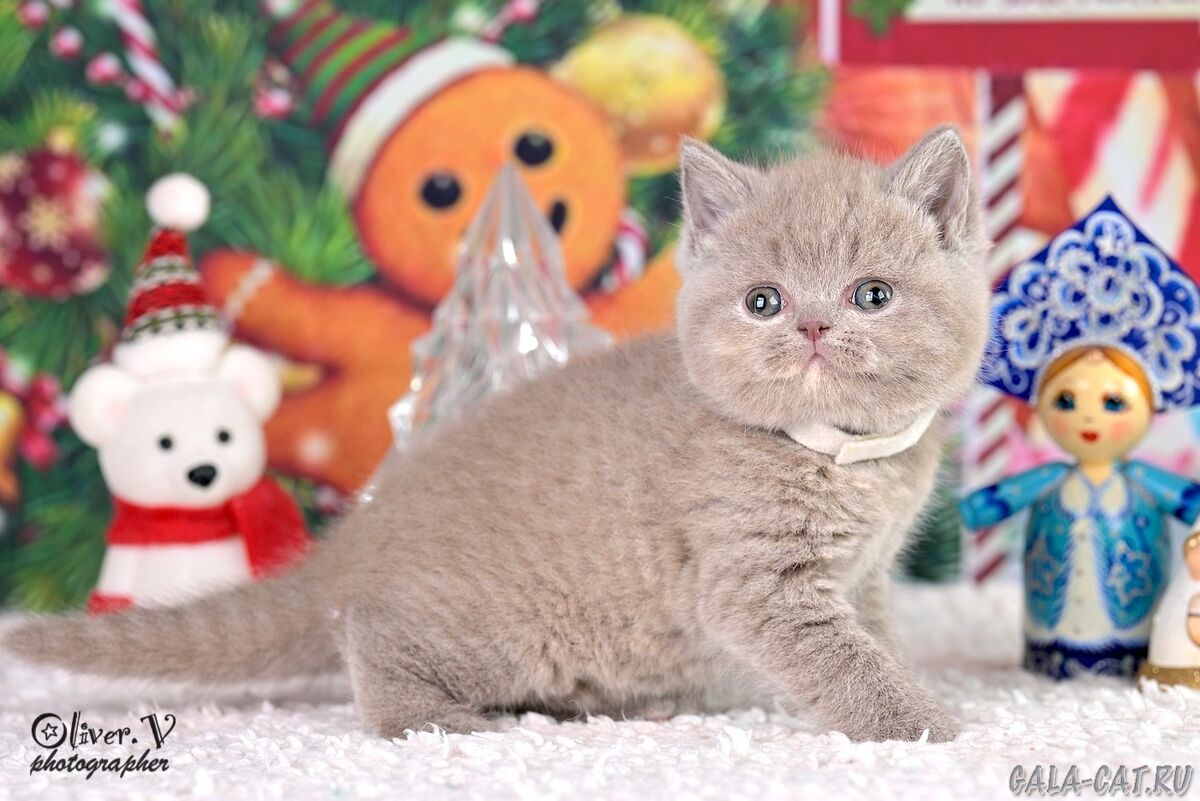 британский котёнок