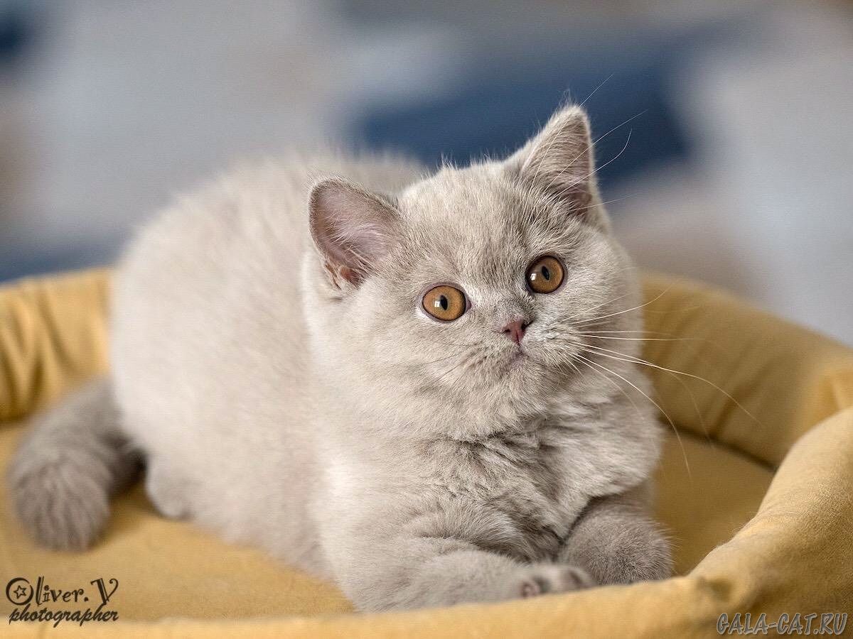 британский котёнок