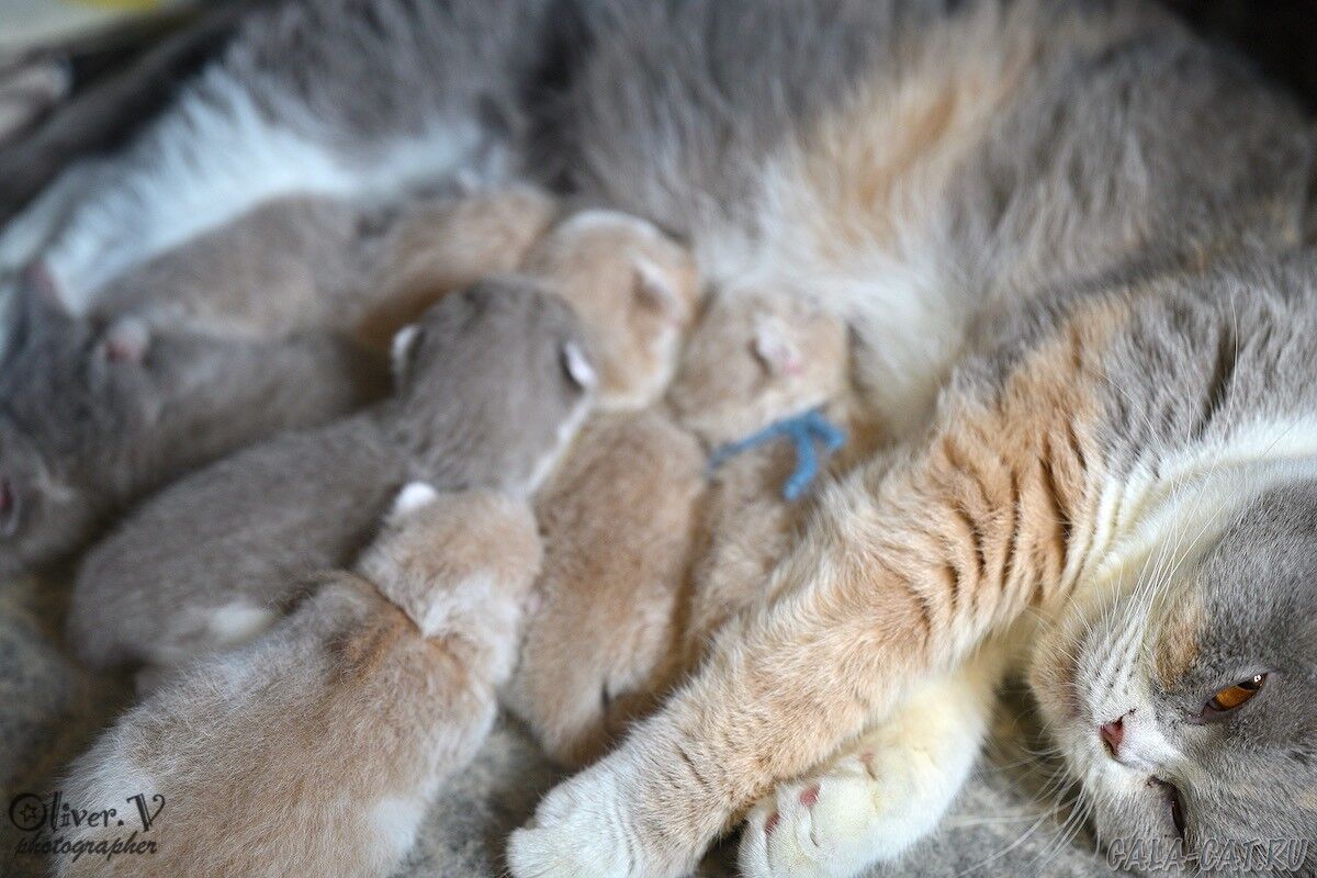 британские котята