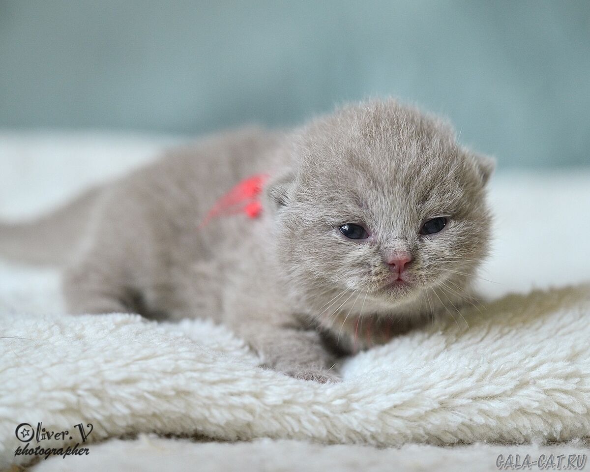 британский котёнок