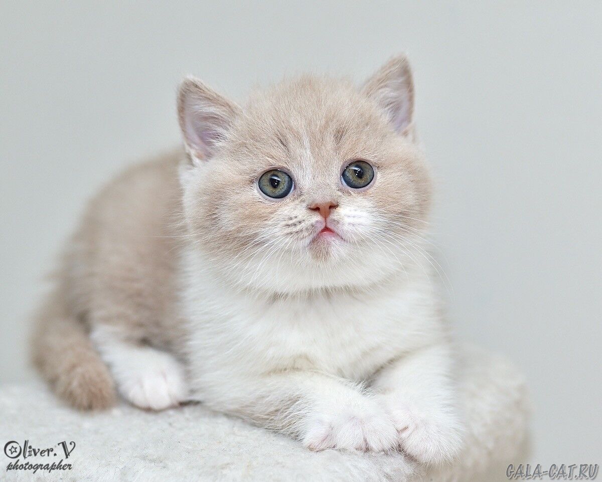 британский котёнок