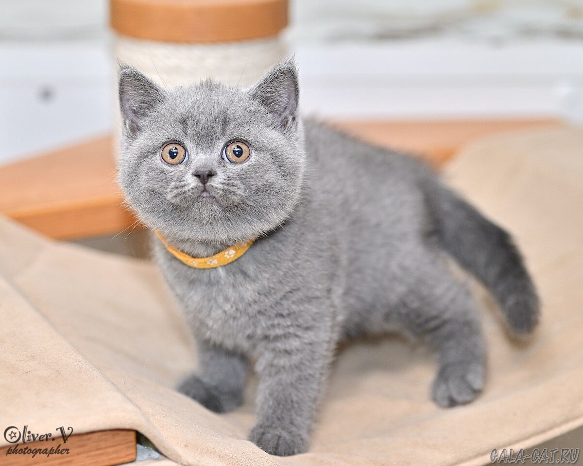 британский котёнок