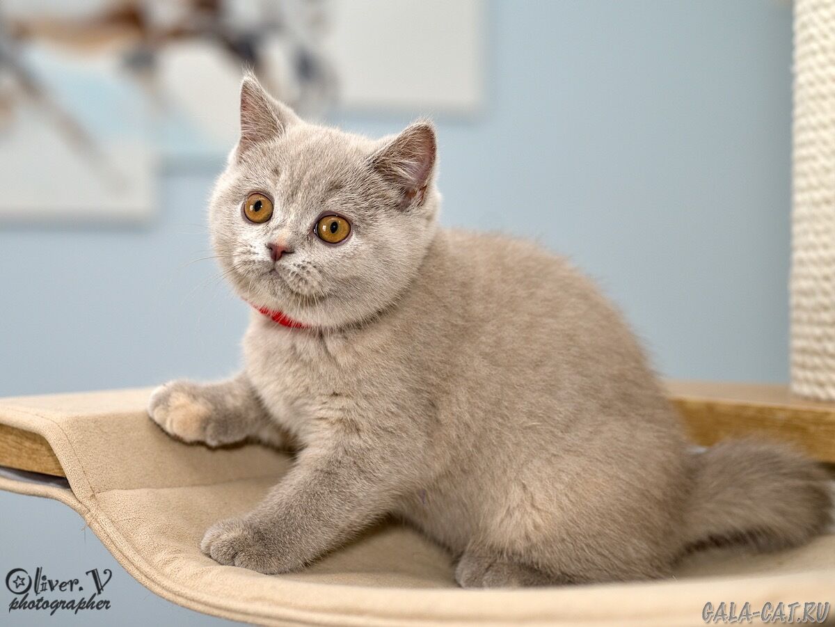британский котёнок