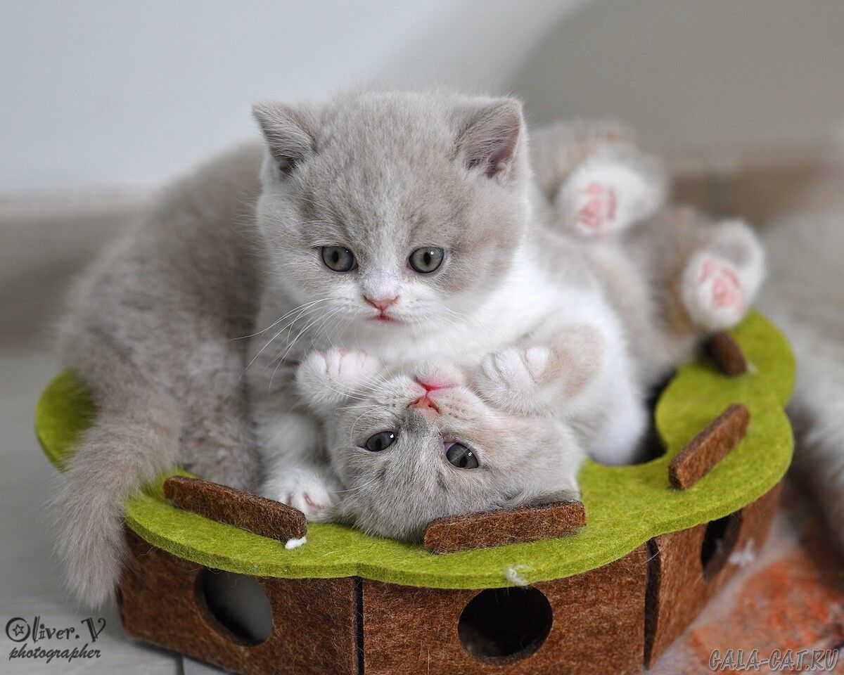 британские котята