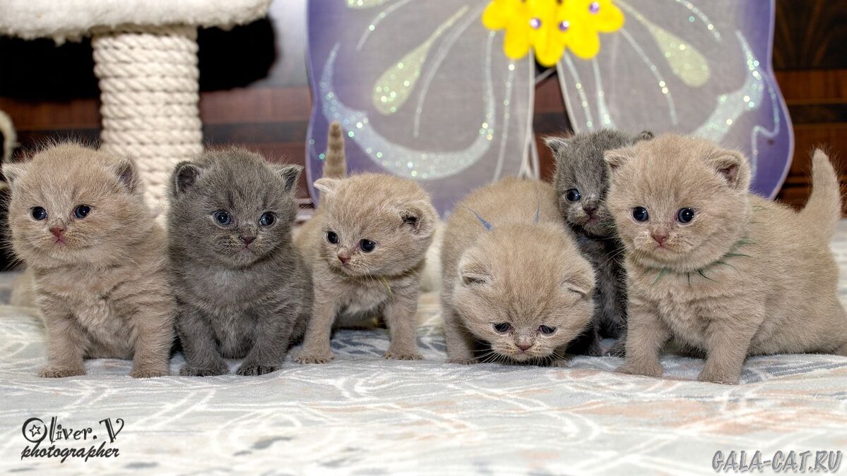 британские котята