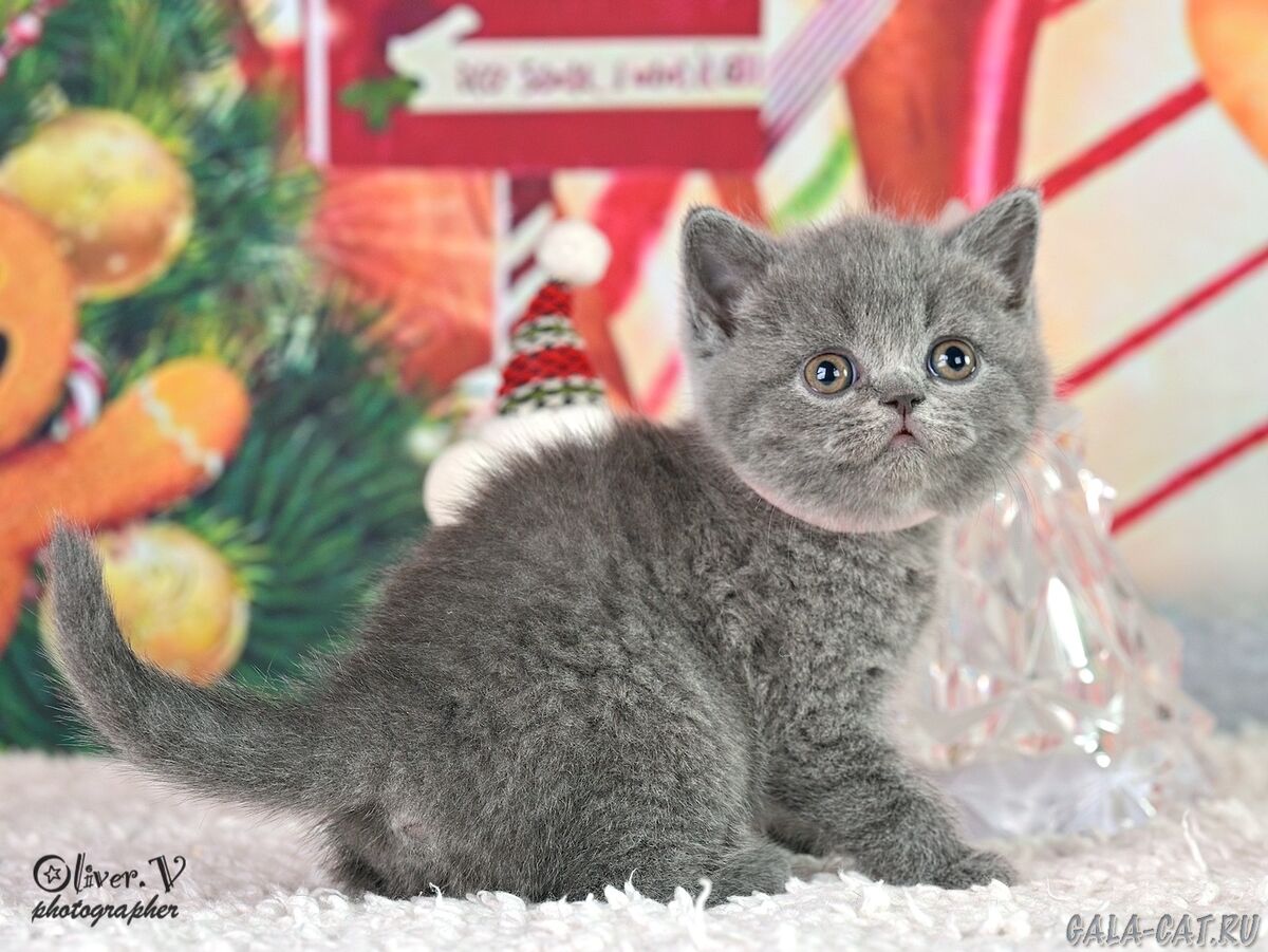 британский котёнок