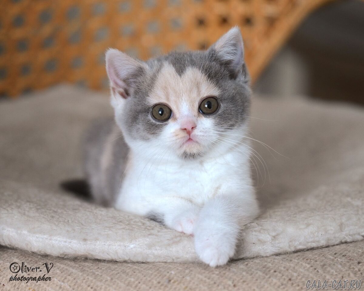 британский котёнок
