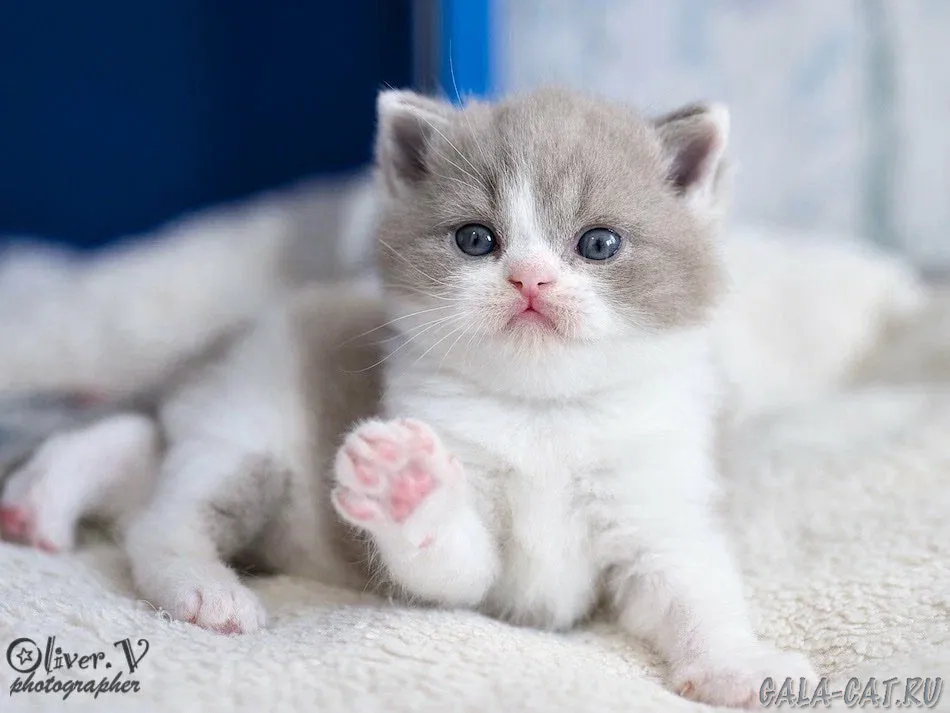 британский котёнок