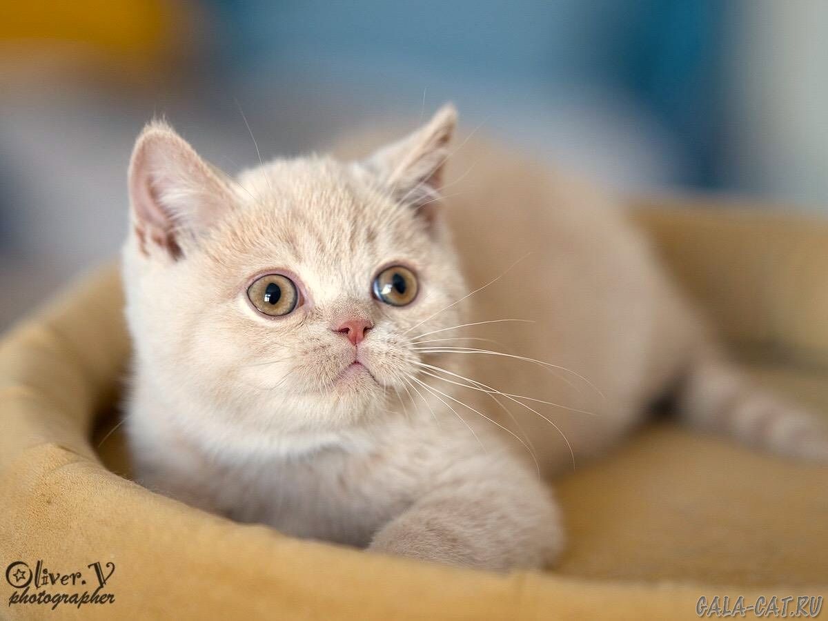 британский котёнок
