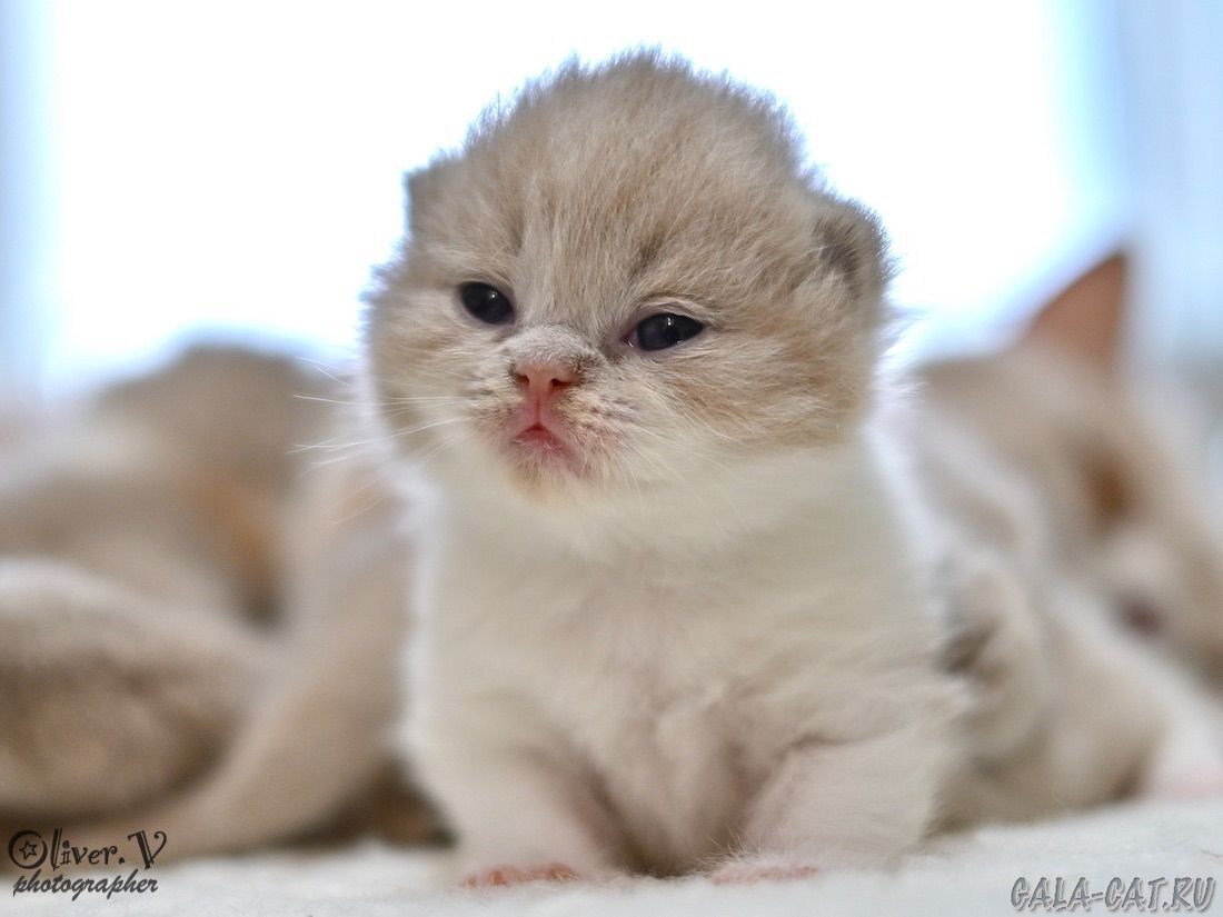 британский котёнок