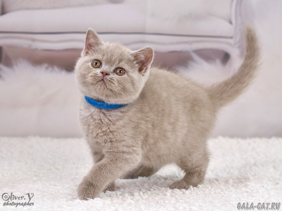 британский котёнок