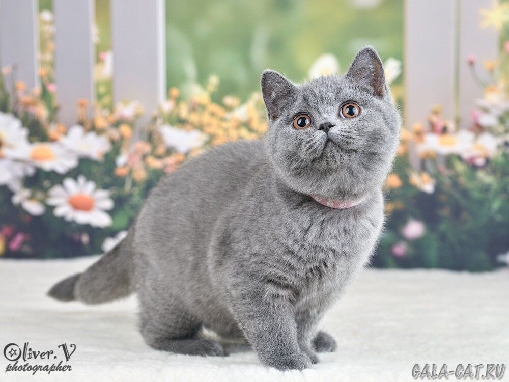 британский котёнок
