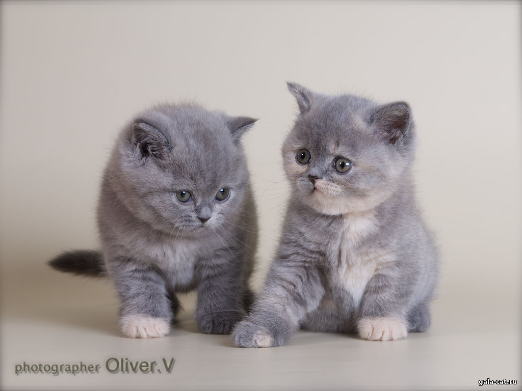Британские голубо-кремовые котята в возрасте 6 недель