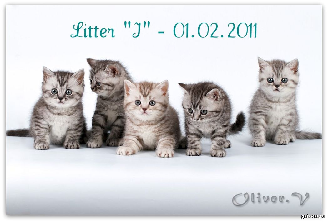 Британские серебристые котята в возрасте 20 дней, gala-cat.ru