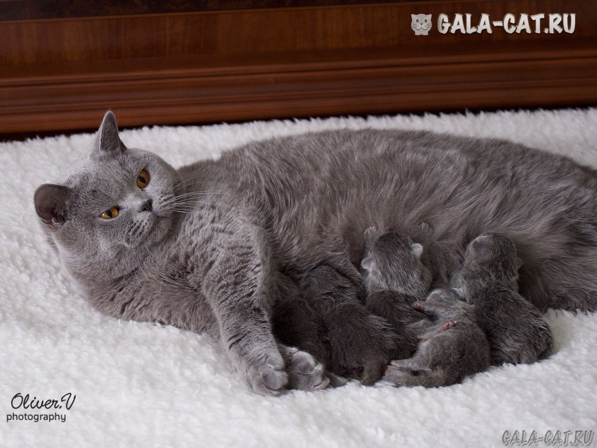 кошка с новорожденными британскими котятами