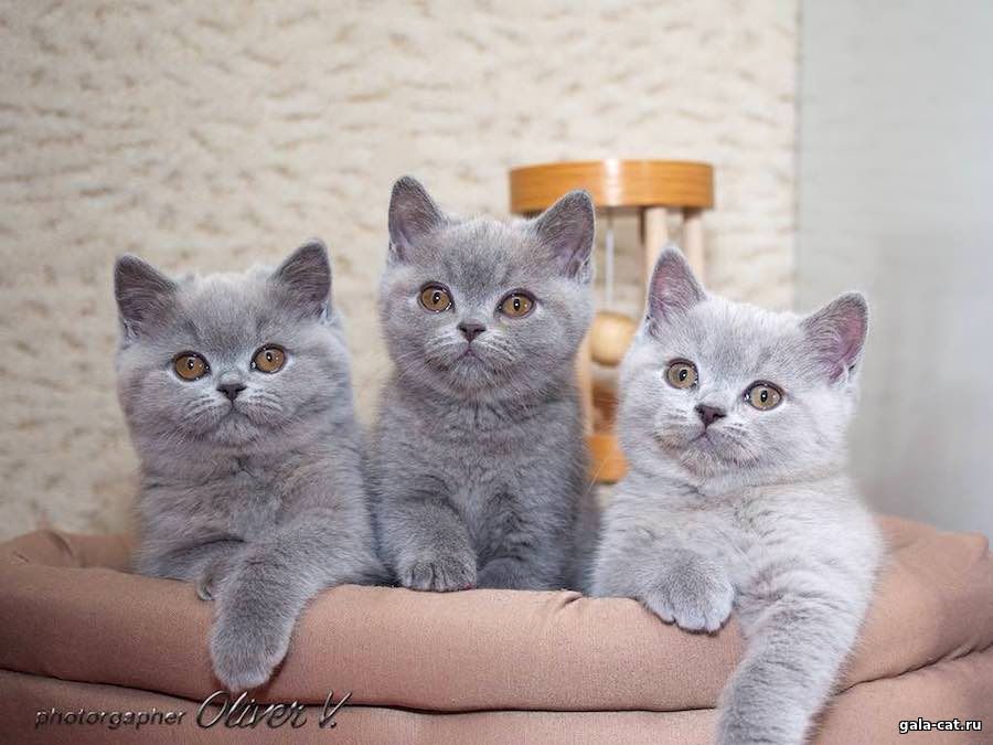 голубые британские котята