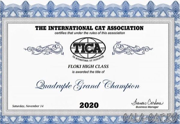 Сертификат Floki High Class*RU