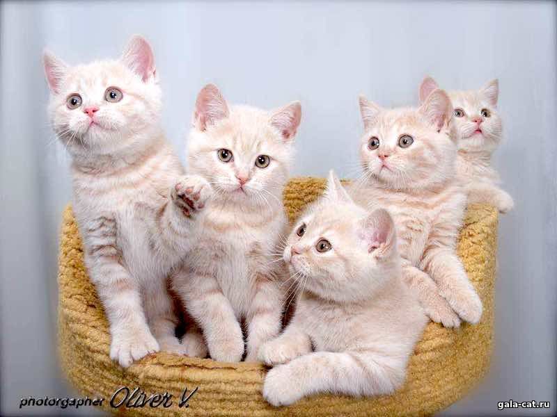 Британские кремовые котята родились в питомнике gala-cat.ru 8 октября 2013 года