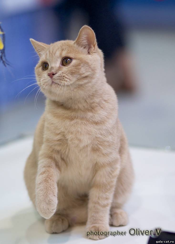 Британский кремовый кот Oscar High Class*RU в возрасте 5 мес.