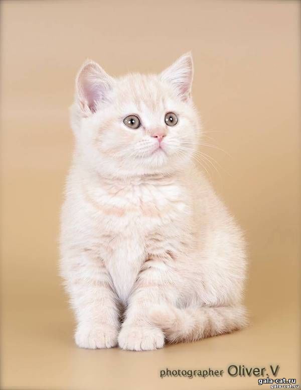 Кремовый котенок