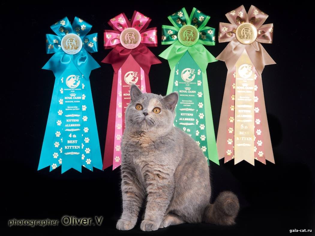 Британская кошка Zoluschka High Class*RU на выставке кошек Grand Prix Royal Canin-2016