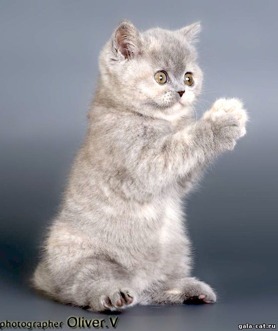 Купить котенка владивосток. Британские котята голубокремовые. Британские котята голубокремовый табби. Шотландские котята голубокремовый табби. Голубо кремовые британцы.