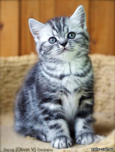 Фото британского мраморного котика из питомника GALA-CAT.RU