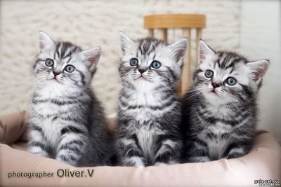 Британские серебристые пятнистые и мраморные котята, возраст 6 недель