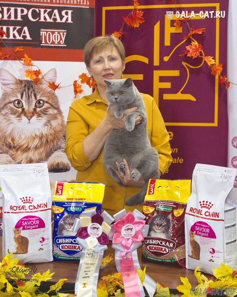 британская кошка победитель выставки